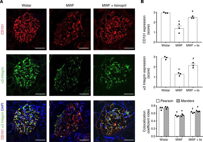 MWF rats exhibited reductions in CD151, α3 integrin, and their colocaliz...