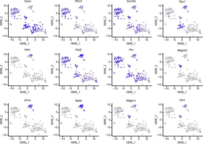 Delineation of F2rl1-expressing DRG neurons from single-cell RNA-sequenc...
