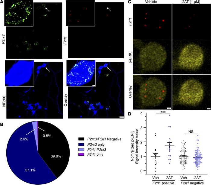 2AT-evoked increased phosphorylated ERK signal intensity is specific for...