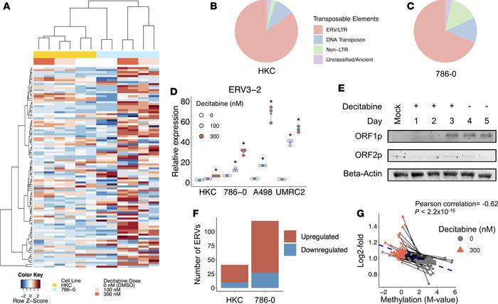 DNA hypomethylation activates TE expression ccRCC cells.
(A) Heatmap vis...