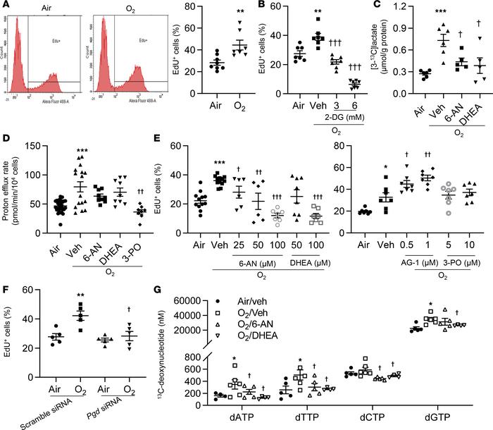 Blocking the PPP reduces hyperoxia-induced proliferation in cultured lun...