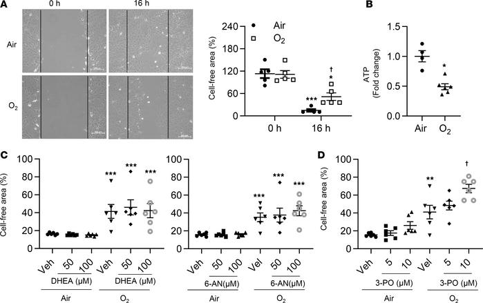 Blocking glycolysis further reduces migration in cultured lung ECs expos...