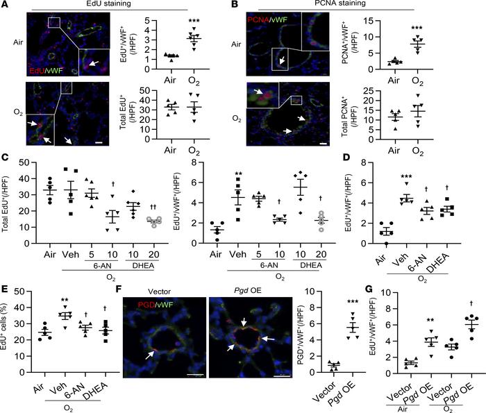 The PPP enhances lung EC proliferation in mice exposed to hyperoxia as n...