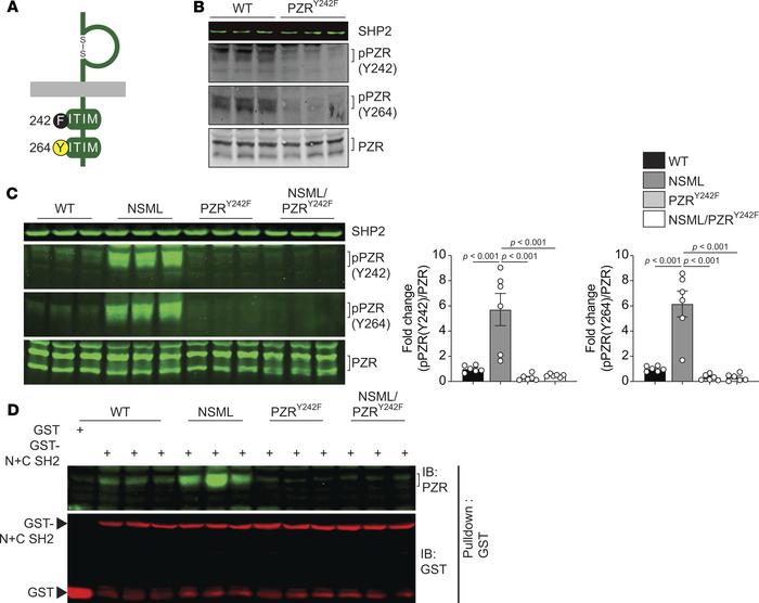 Generation of PZR tyrosyl phosphorylation–deficient knockin mice.
(A) Sc...