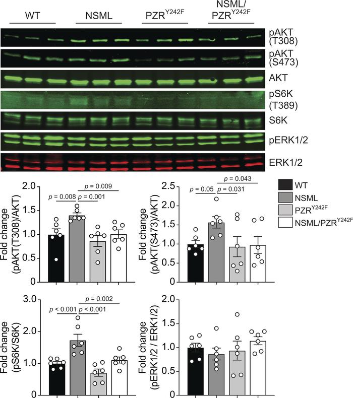 PZRY242F mutation reverses NSML signaling in the heart.
Heart lysates fr...