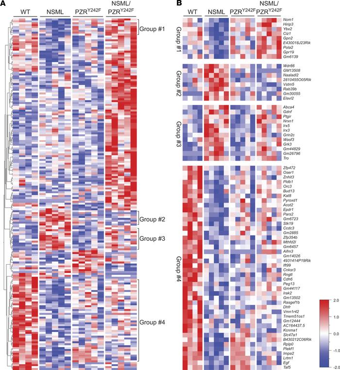 Hierarchical clustering analysis of the relative gene expression of NSML...