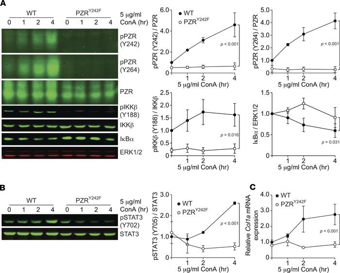 PZR tyrosyl phosphorylation activates the NF-κB pathway and Col1a expres...