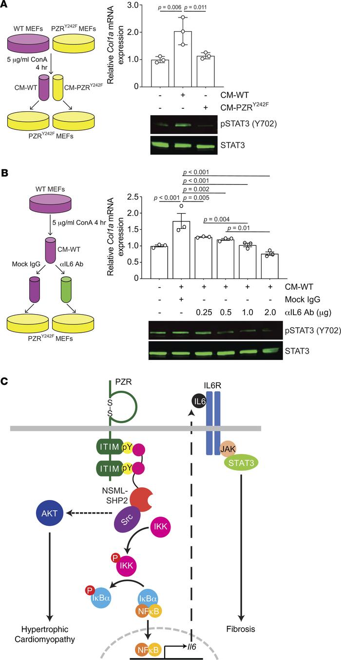 PZR tyrosyl phosphorylation induces autocrine/paracrine-mediated IL-6 se...