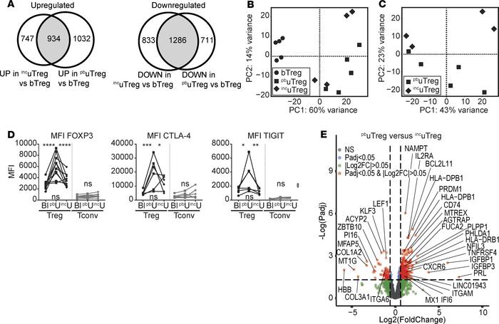 uTregs show site-specific adaptation to the materno-fetal interface.
(A)...