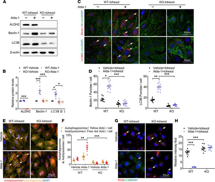 ALDH2 activation promoted autophagy activation in RTECs.
(A and B) Immun...