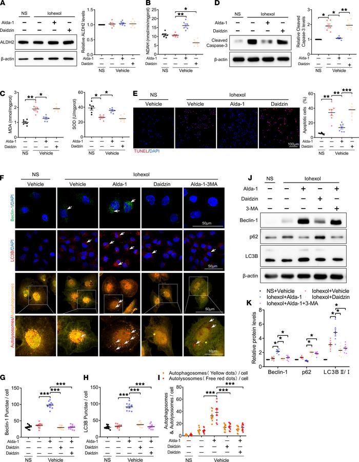 ALDH2 activation mediated autophagy activation and attenuated apoptosis ...