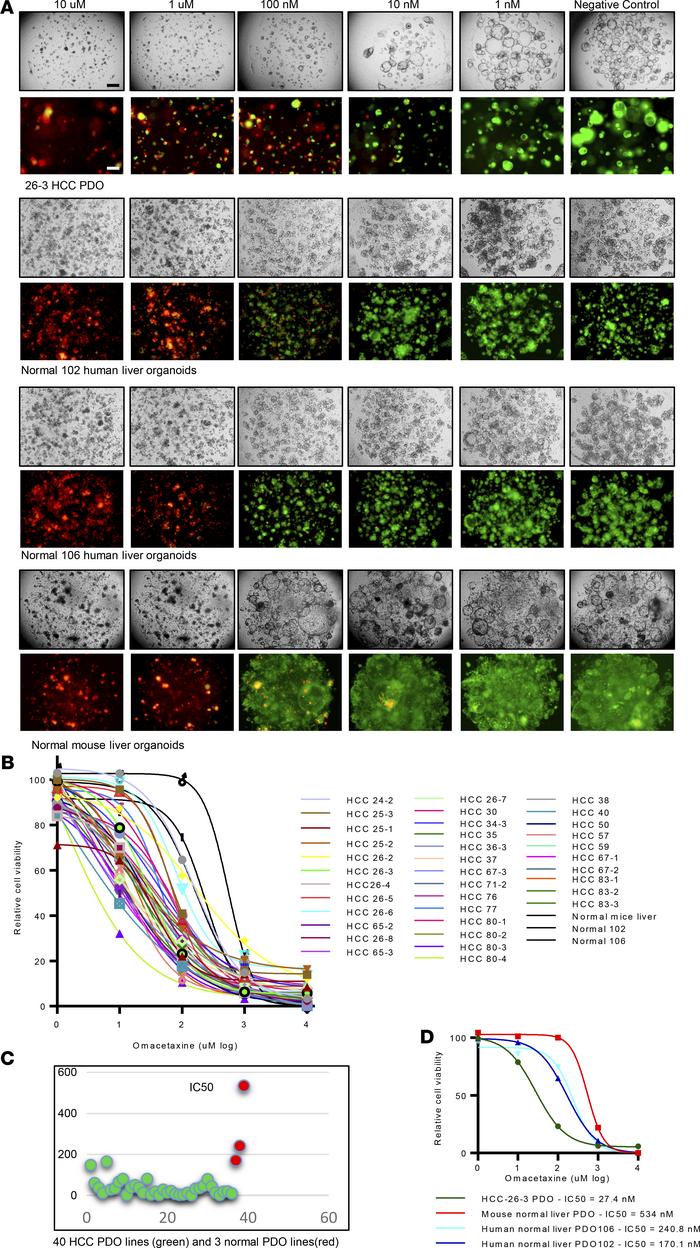 Omacetaxine is effective in human HCC PDOs.
(A) Live/dead cell staining ...