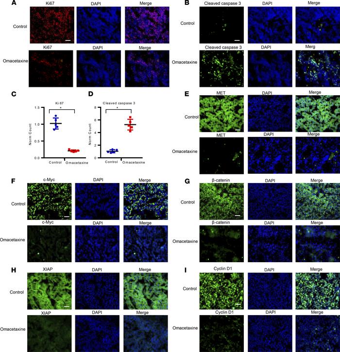 Omacetaxine inhibits cell proliferation, increases apoptosis, and suppre...