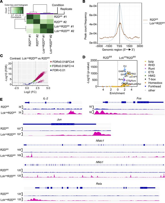Chromatin accessibility profiles of Tconv cells with or without PPP2R2D ...