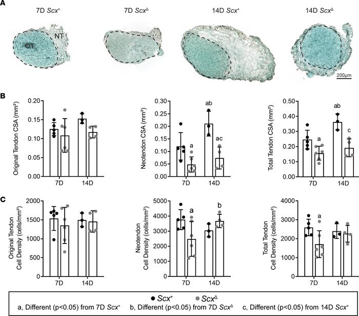 Effect of scleraxis deletion on tendon growth.
(A) Representative Fast G...