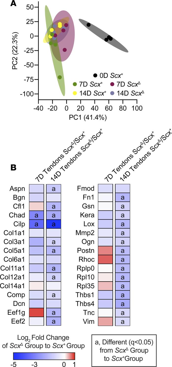 Effect of scleraxis deletion on the proteome of tendons.

(A) Principal ...
