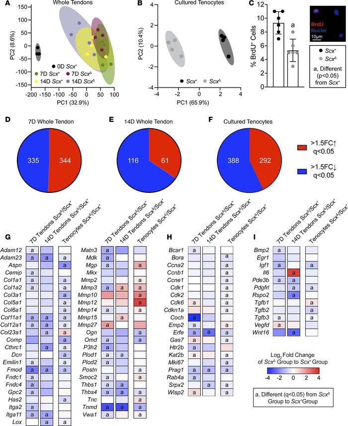 Effect of scleraxis deletion on transcriptional changes of whole tendons...