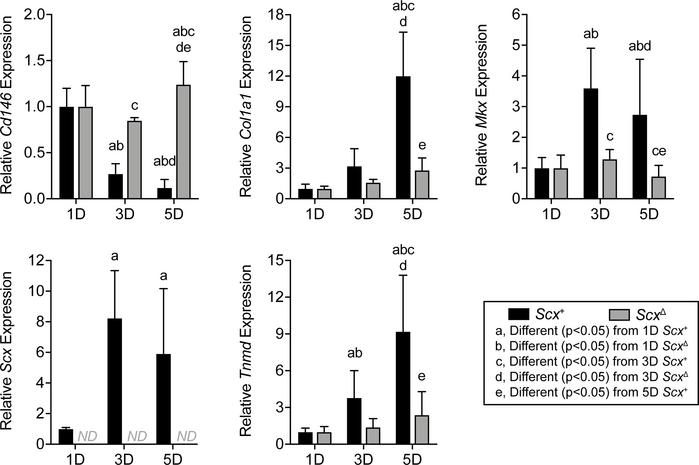 Effect of scleraxis deletion on gene expression in cultured pericytes.
G...
