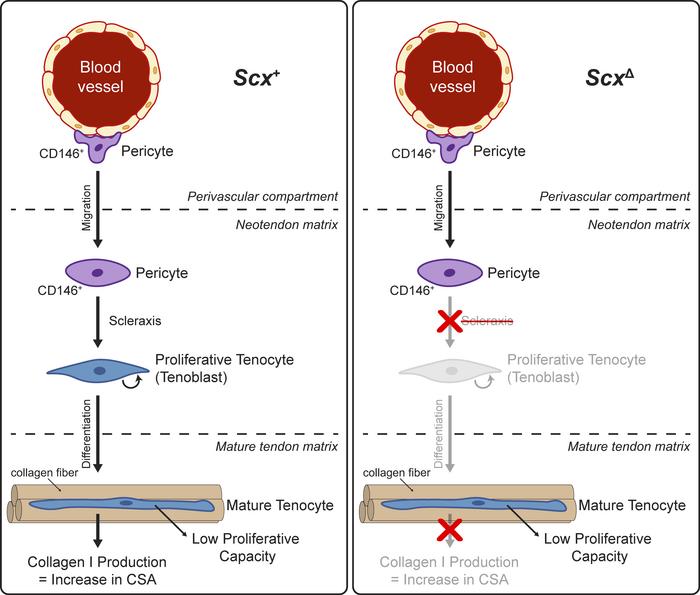 Proposed model of scleraxis role in adult tendon growth response to mech...