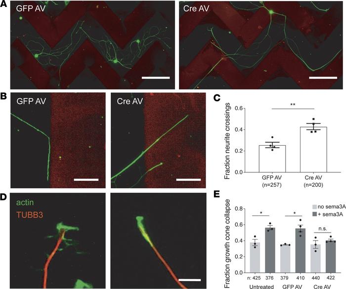 FL2 depletion attenuates the effects of inhibitory substrates on adult D...