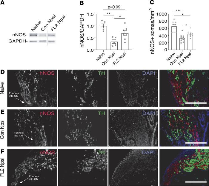 FL2-npsi–treated nerves had increased nNOS in the penis shaft and an inc...
