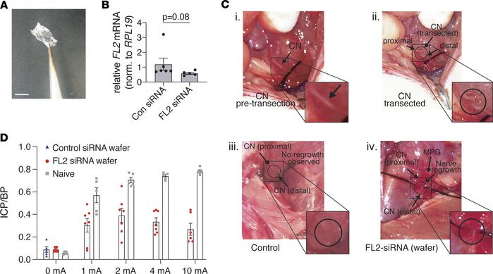 Application of FL2-siRNA after bilateral CN transection leads to visible...