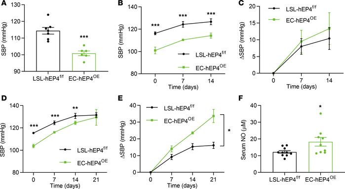 The EC-hEP4OE mice exhibit reduced BP levels and increased serum NO conc...