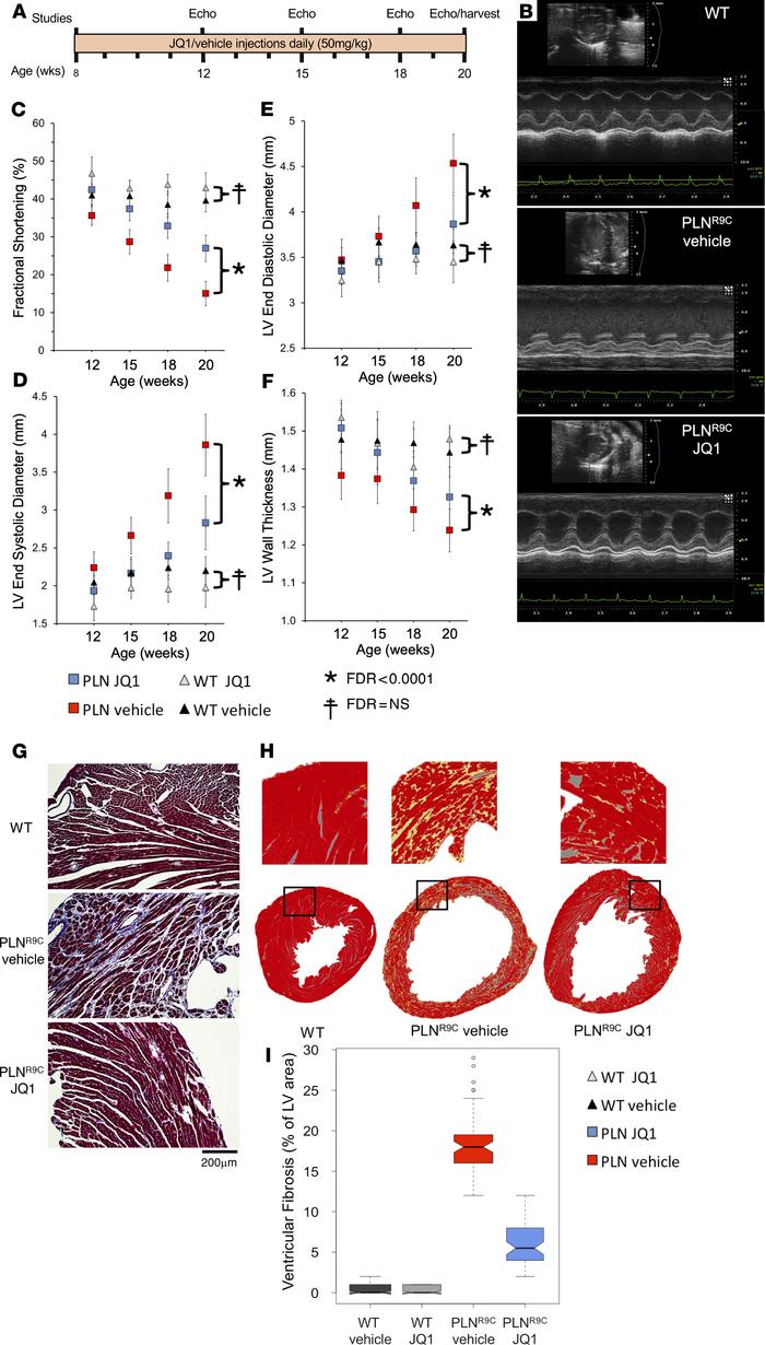 BET inhibition delays DCM in PLNR9C mice.
(A) Experimental protocol. (B)...