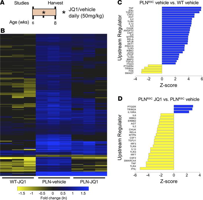 BETs activate inflammatory gene expression in preDCM hearts.
(A) Experim...