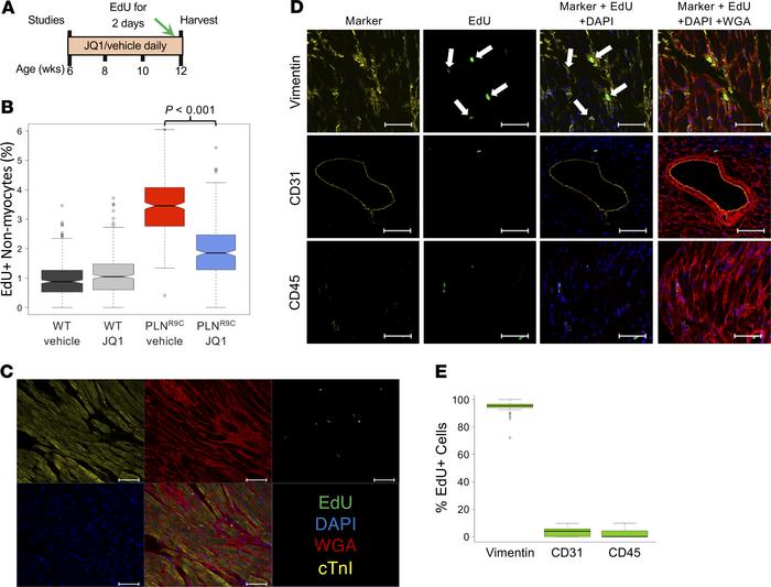 BET inhibition prevents cardiac fibroblast proliferation.
(A) Experiment...