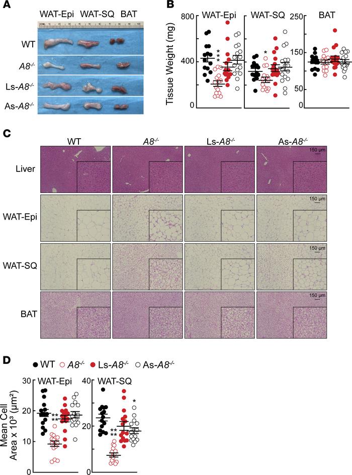 Adipose tissue morphology in chow-fed mice of the indicated genotypes.
(...