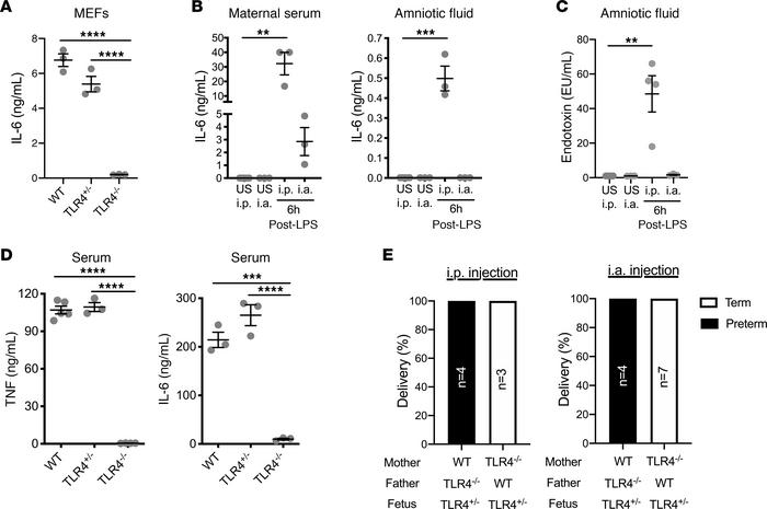 Maternal TLR4 expression is required to induce preterm birth.
(A) MEFs (...