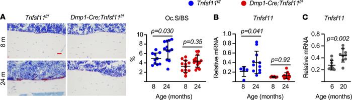 Elevated RANKL and resorption in aged cortical bone.
(A) Representative ...