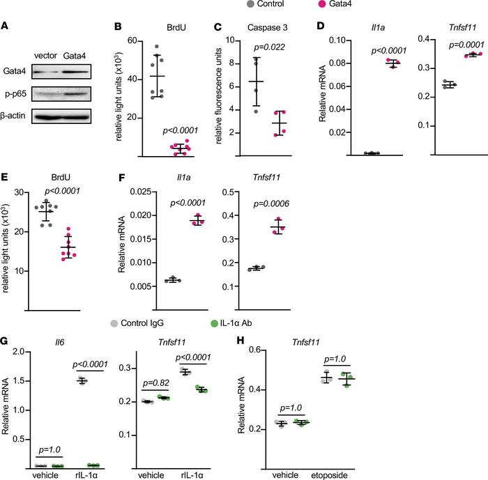 Gata4 overexpression stimulates RANKL production.
Newborn calvaria cells...