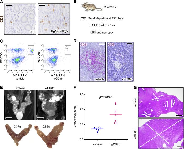 Acceleration of tumor progression following T cell depletion.
(A) CD3 IH...