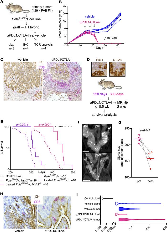 
PoleP286R/+ and PoleP286R/+Msh2–/– tumors are highly responsive to immu...