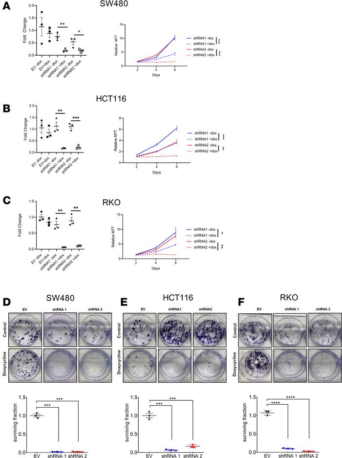 Mitophagy is necessary for CRC cell growth.
(A) qPCR analysis of PINK1 s...