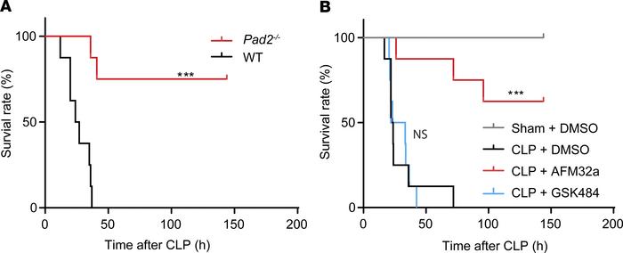 Absence of the Pad2 gene or inhibition of PAD2 improves survival in a CL...
