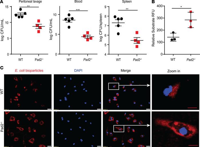 Absence of the Pad2 gene improves bacterial clearance in a CLP murine mo...