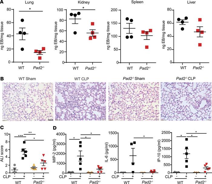 Absence of the Pad2 gene attenuates vascular permeability and ALI in a C...