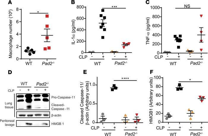 Absence of the Pad2 gene inhibits Caspase-11–dependent noncanonical pyro...