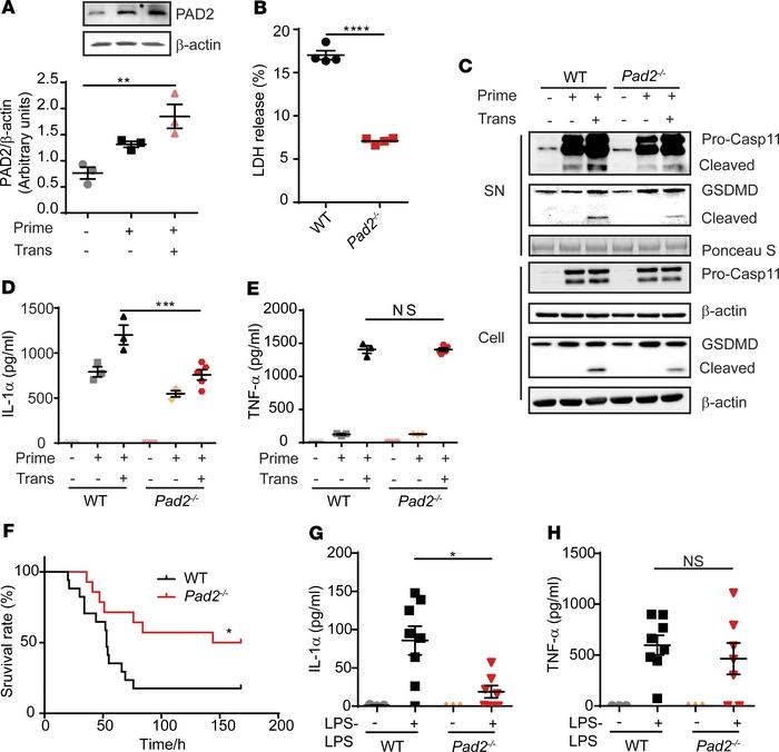 Absence of the Pad2 gene inhibits Caspase-11–dependent noncanonical pyro...