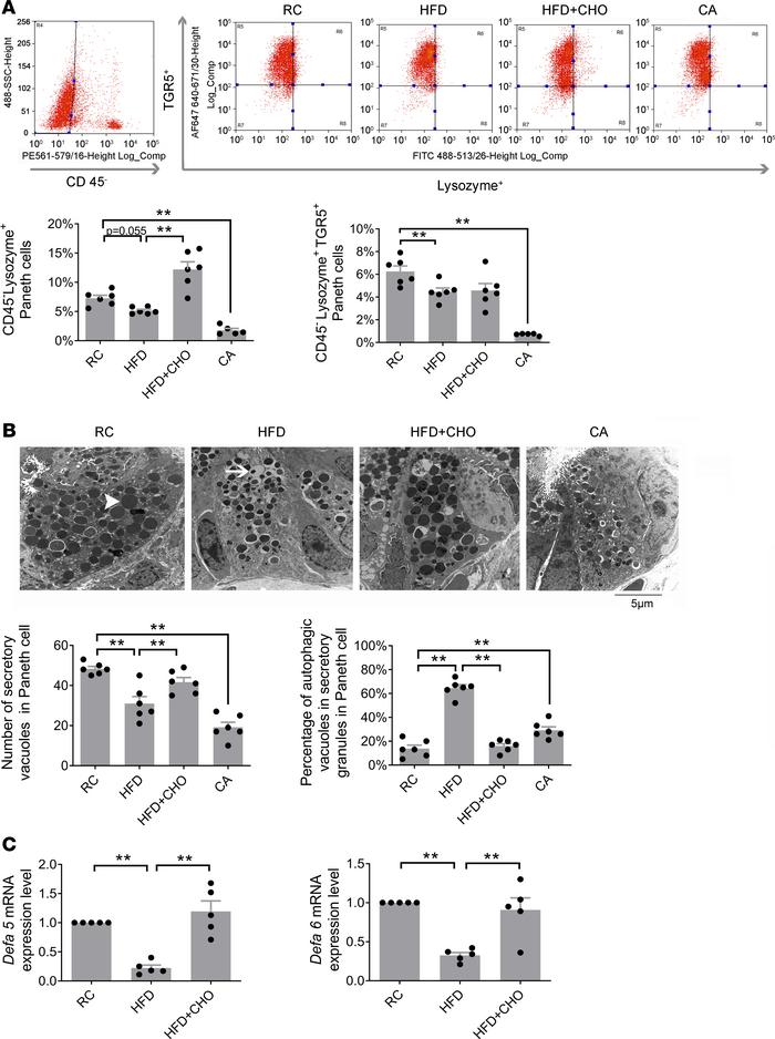 HFD induces a decrease in Paneth cells and antimicrobial peptide prevent...