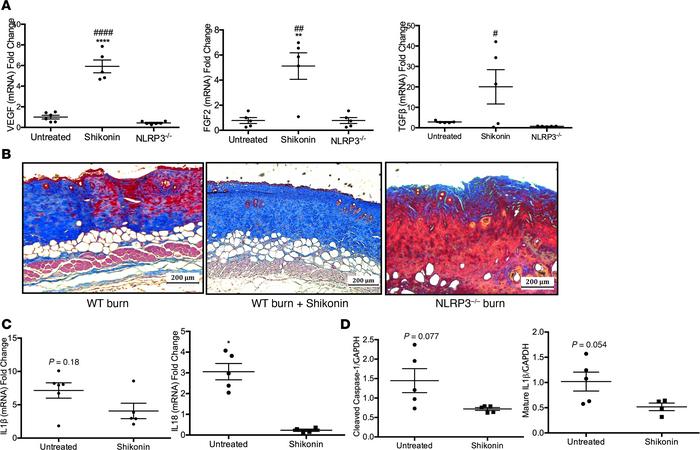 Shikonin treatment is not detrimental to wound healing in vivo.
(A) Gene...