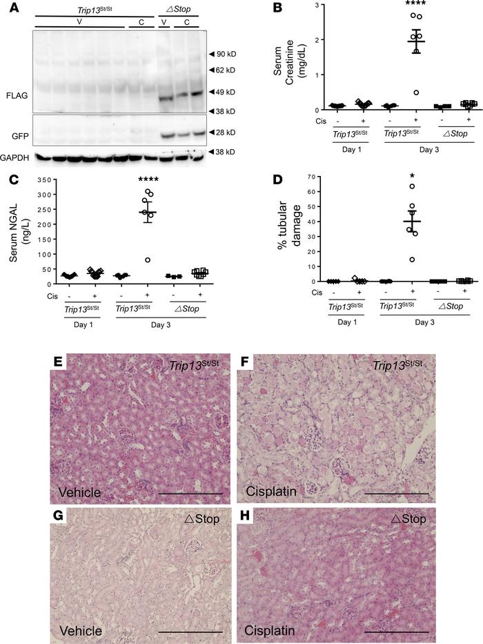 
Trip13 overexpression in the proximal tubules provides protection from ...