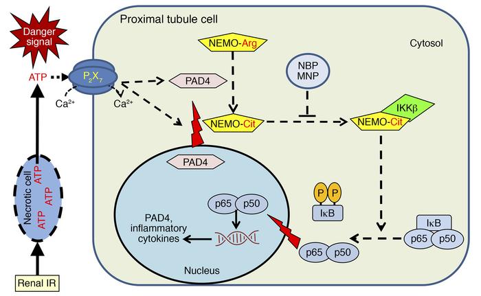 Overview of NEMO-mediated renal tubular inflammation and injury.
ATP rel...