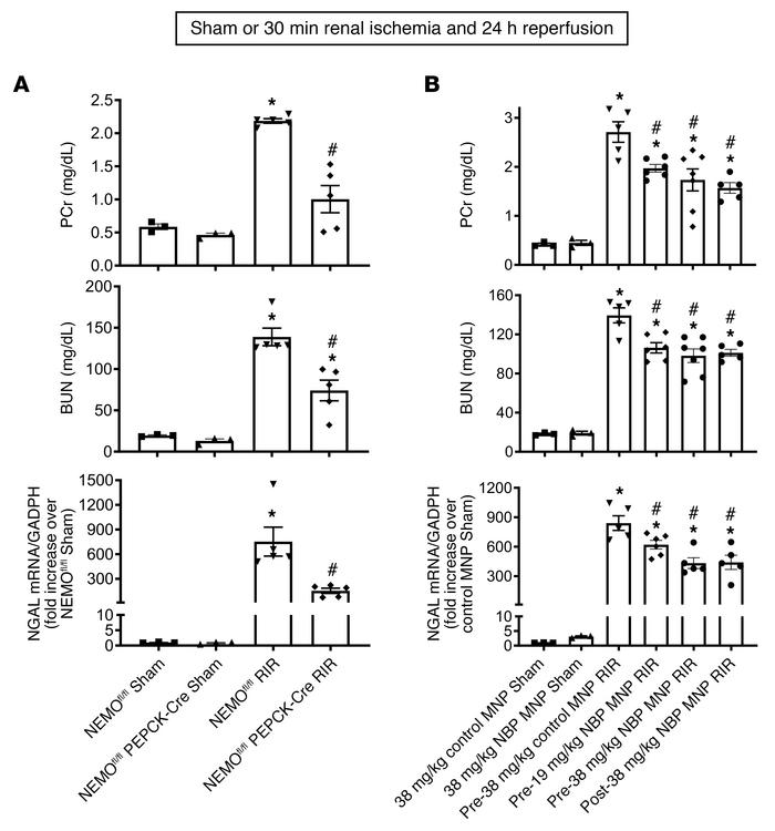 Kidney PT NEMO deletion or selective tubular delivery of NBP MNP protect...