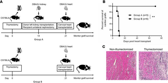Effect of recipient thymectomy on cardiac graft survival.
(A) Schematic ...