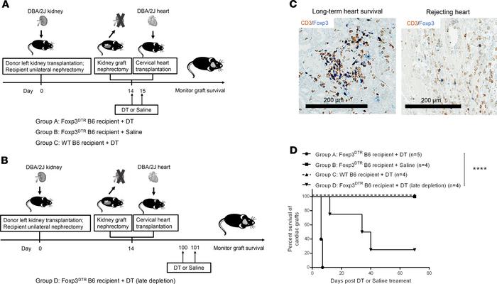 Depletion of Foxp3+ cells on cardiac graft survival.
(A) Schematic repre...
