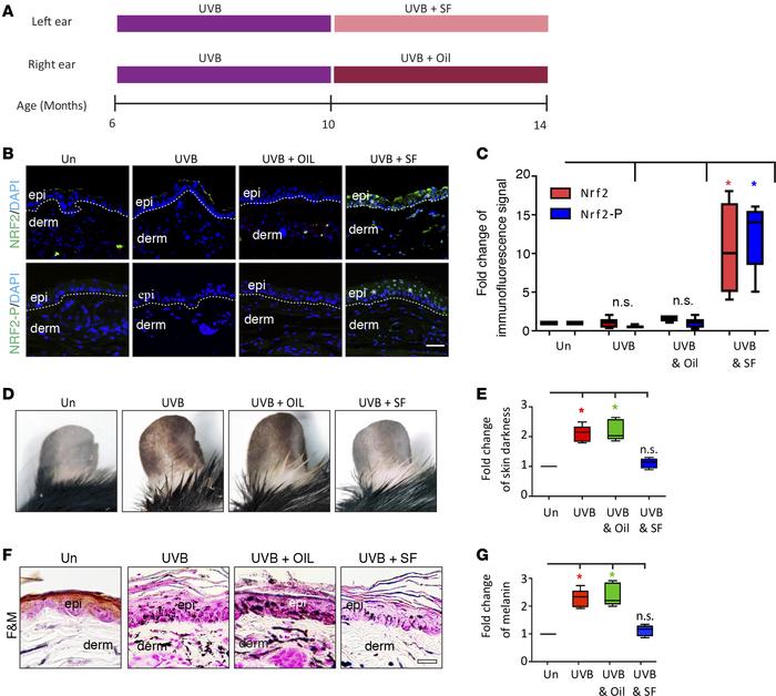 NRF2 agonist treatment reduces UVB-induced ear skin pigmentation in mice...